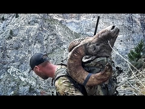 ROCKY MTN BIGHORN SHEEP HUNT | DIY | PUBLIC LAND
