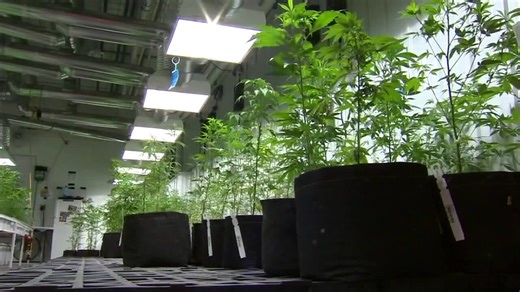 Minnesota industrial hemp license applications now open for 2024