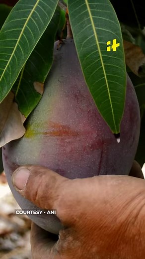 551K views · 4.8K reactions | World's Most Expensive Mango : Miyazaki Mango Of Japan Now In India | Indiatimes | Facebook