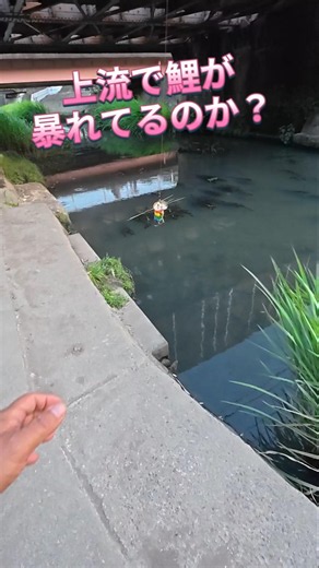 2026.7.9居るような感じですが！大谷川ナマズ釣り！ #fishing #釣り #catfish