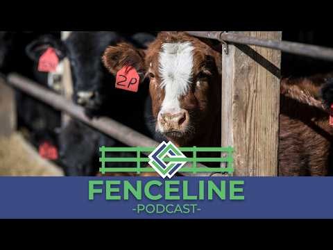 A to Z Feeders: Powered by Iowa‑Grown Corn