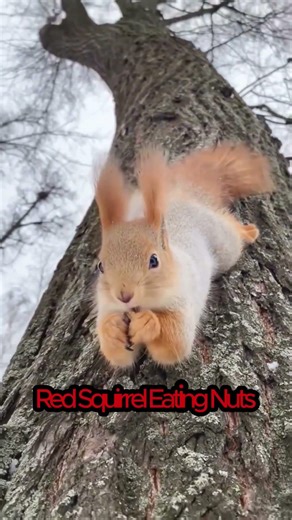 Red Squirrel Eating Nuts