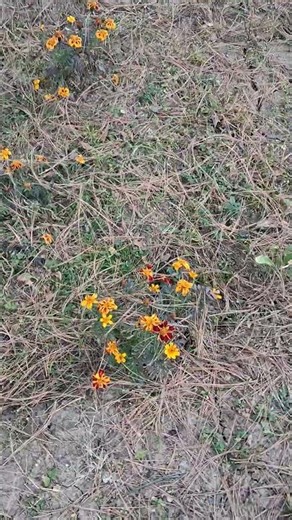 Saw beautiful conifer saplings while trekking
