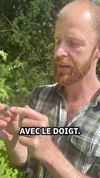 Mûres du roncier bleu : un petit fruit sauvage méconnu et délicieux !