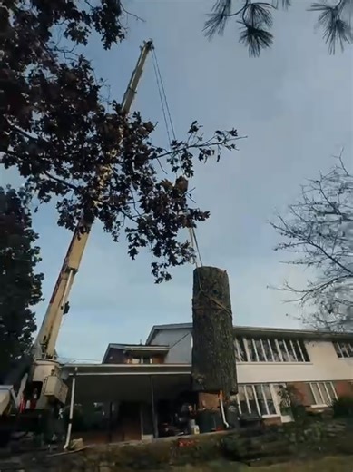 Watching the trees fly #treeexperts #treeservice #kingsporttn