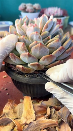 Cleaning Away Life's Stress 🌿 Healing Succulent ASMR | Mindful Dead Leafing (No Talking)