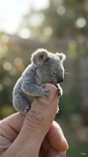 Tiny Koala on a Finger! 🐨 Too Cute to Handle! #ai #viral #animals
