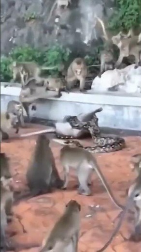 Python snake eating monkey#shortvedios #youtubeshorts #nature