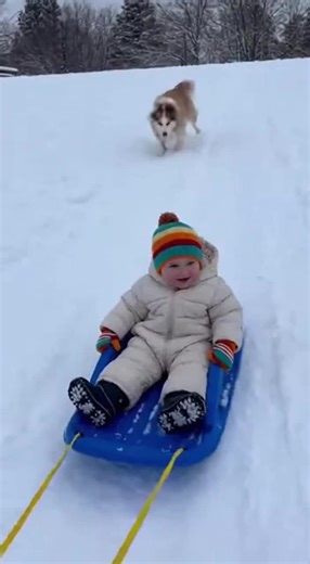 A bundled up baby rides a tiny sled down a snowy hill while a goofy dog sprints behind, trying to keep up with the slow-motion adventure. When the sled suddenly stops, the baby goes silent as the dog slides dramatically past and crashes into a fluffy snowbank, turning the whole scene into pure comedy. 😂 #sora2 #ai #baby #sledding #snowdog