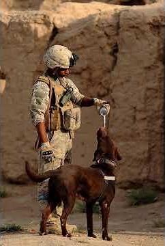 Soldier Shares Water with Thirsty K9 in Desert 😍🐕