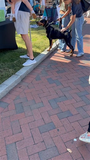 16 reactions | Dogs galore! We stumbled on #wagoween in Savannah. Really fun to get to pet so many dogs | Jeff King | Facebook