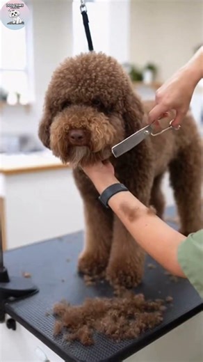 From Fluff to Fab: The Ultimate Puppy Glow Up! ✨🐶