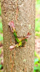 235K views · 802 reactions | Best and easy way to grafting your tree #bonsai #shortsfeed #bugslife #grafting | Trees Plants Info | Facebook