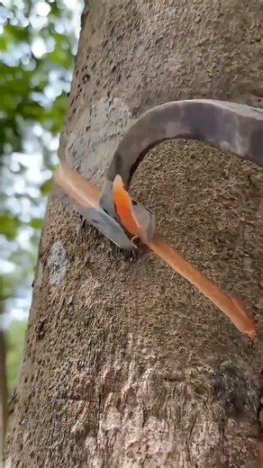 Creating a Sap Path on a Rubber Tree | Traditional Harvesting Method