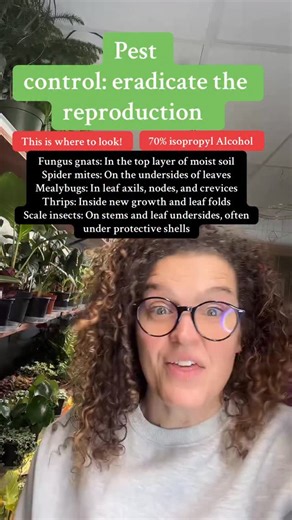 70% isopropyl Alcohol Fungus gnats: In the top layer of moist soil Spider mites: On the undersides of leaves Mealybugs: In leaf axils, nodes, and crevices Thrips: Inside new growth and leaf folds Scale insects: On stems and leaf undersides, often under protective shells #tiktoklive #livehighlights #fyp #foryoupage #plantsoftiktok #plantsofinstagram #plantlover #plantcare #houseplants #houseplantclub | Rooted Plant Shop