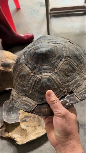 Giant Turtle Shell Collection! Farmer Shows Off Rare & Massive Shells 👀