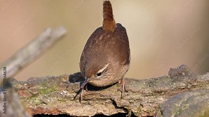 Eurasian Wren hunting for food on a tree. The only member of the wren family found in Eurasia and Africa. A very small insectivorous bird with a short tail often held erect. Troglodytes Troglodytes.