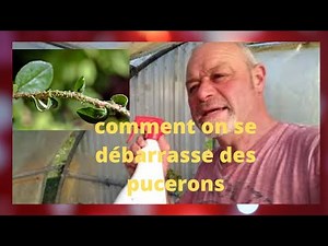 comment on se débarrasse des pucerons