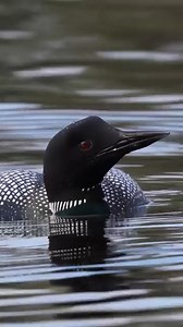 75K views · 5.9K reactions | This beautiful common loon repeatedly dove, but came up empty. It also took a break to scratch its head with its foot. 凉 Common loons spend summers across much of Alaska, Canada and parts of northern states. They can be found across much of the country during migration when they move toward coastal ocean waters.  Courtney Celley/USFWS | U.S. Fish and Wildlife Service | Facebook