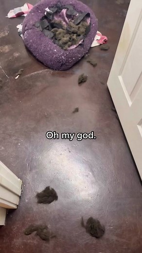 The Bully Brewhouse on TikTok