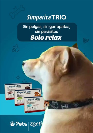 Protege a tu perro con Simparica Trio frente a parásitos