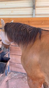 A few of our favorite fly products used daily at our house! Pyranha Wipe & Spray, Cashel Fly Mask & Shoo Fly Leggins on our horses every day. CV-D80 to spray in the stalls, Quikstrike & Fly Stiks are a must in the stalls as well! 🐴🐴 | Bar G Horse & Cattle Supply