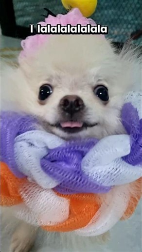 Bom Bom, la love you!😍💋😘 #bombom #pomeranian #pets #poompoom