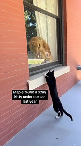 2.9M views · 17K reactions | That time we tried to add a new character to our crew! Part 1! #cats #dogs #pets #orangecat #straykitty #waffles #maple #grumpycat #annoyedcat #goldenretriever | The Golden Breakfast Club | Facebook