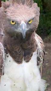 Harpy eagle 🔥🦅 . . . . . . #Eagles #birds #animals #wildlife #naturephotography | We Love Eagles