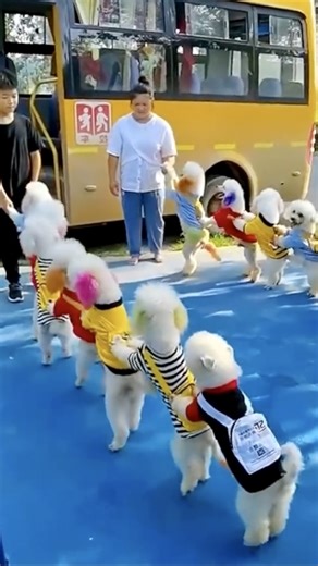 2.3M views · 10K reactions | Get ready for a dose of pure cuteness as these puppies embark on their first day of school. Join them as they line up for class, romp around the playground and make new friends. #FunChina #happy #EcoFuture #virals #viralreelsfb | China Plus America | Facebook