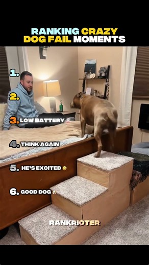 Ranking Crazy Dog Fail Moments