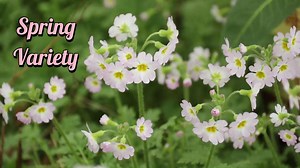Exciting news! 🎉Primula filchnerae, an endangered species native to China, is now flourishing in #Yanan, Shaanxi province. 🌺🌺After nearly a century of being nearly extinct, thanks to the dedicated efforts of botanical experts, it's making a comeback with its stunning blooms and ethereal beauty. Say hello to the newest internet sensation, the "spring variety"! #NatureConservation #RareSpecies #YananPlant | Yan'an, China