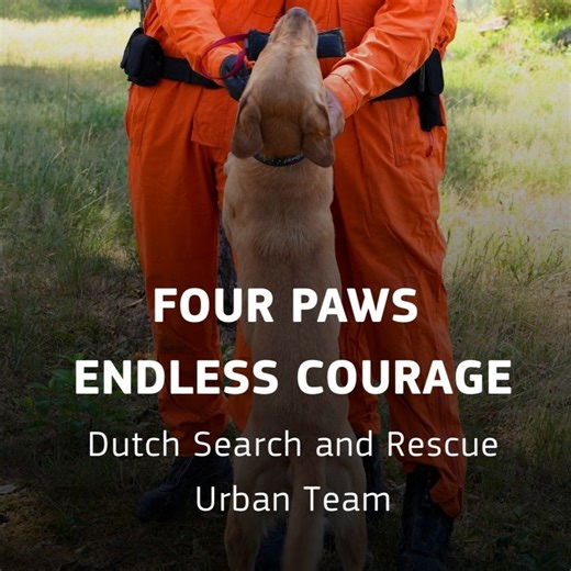 3.5M views · 16K reactions | Heroes on 4 paws  Search and rescue...
