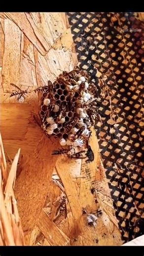 🐝 Eşek arılarından kurtulmanın pratik ama riskli yöntemi! #eşekarısı #arı #doğa #bilinmeyenler