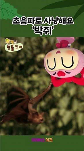 깜깜한 밤! 초음파로 사냥하는 '박쥐'ㅣ박쥐ㅣ1분 한글 배우기ㅣ위키와 동물언어ㅣKBS 방송