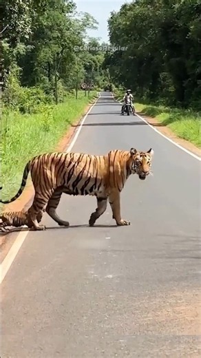 Animal Kingdom Footage That No One Expected to Capture