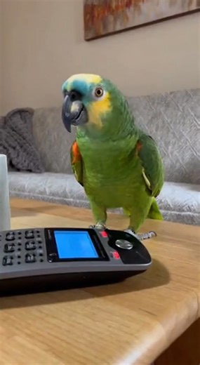 752K views · 17K reactions | Parrot Tries to Pay for Pizza With His Cuteness!  | Global Weird News | Facebook