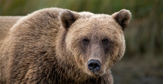 Hunter's Pistol Jams During Worst Possible Time — Getting Mauled By Aggressive Grizzly