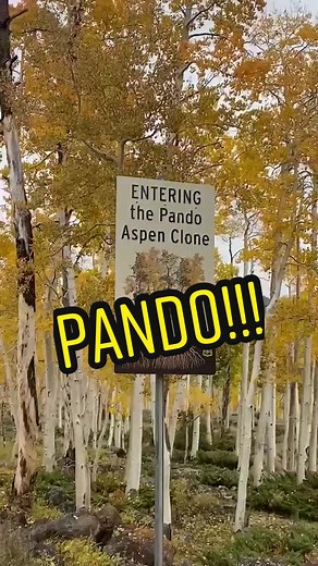 Exploring the Enchanting Pando Tree: A Natural Wonder