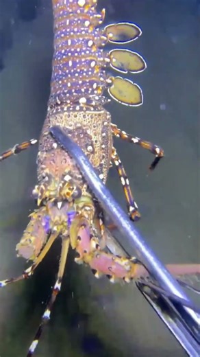 Full Process of Catching Eels, Crabs & Sea Cucumbers Underwate084