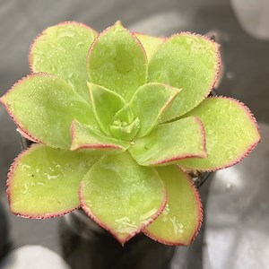 Aeonium KIWI Tricolour Aeonium Decorum F Variegata Live Succulent 5.5cm Pot - Etsy Canada