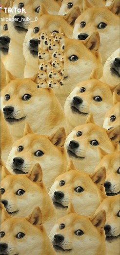 Here are some doge wallpapers #wallpapers #doge