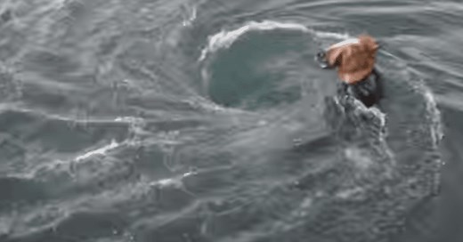 DEATH by Whirlpool - Jacob Cockle, USA