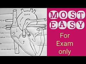 How to draw human heart || Internal structure || Most easy way @bigyan_thapa
