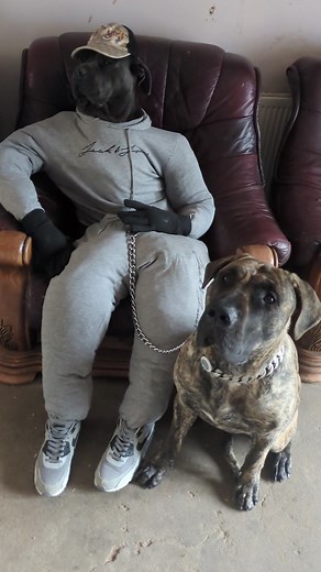 Cane Corso vs Presa Canario: A Comparison of Two Powerful Dog Breeds