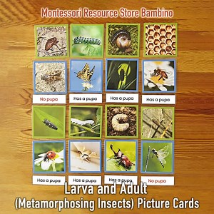 Larva and Adult (metamorphosing Insects) Picture Cards - Etsy Canada
