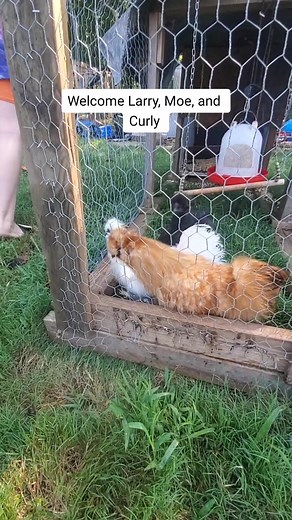 Welcome our new friends Larry, Moe's, and Curly #threestooges #chickens #roosters #silkies #silkiesoftiktok #silkieroosters #backyardflock #chickenrescue #fyp #followme #recycledroosters