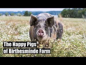 Nordic Signature Ingredient (Denmark) – Happy Pigs at Birthesminde Farm