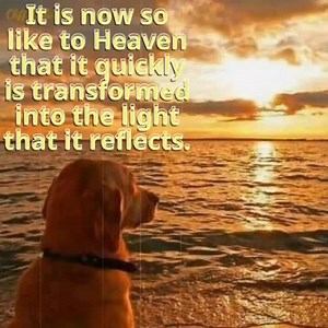 #ACIMLesson249 #Forgiveness #Workbookforstudents https://youtu.be/PikhxxqWBgw #acourseinmiracles #Love #happiness #meditation #freedom #peace Day 74 #JourneyThruACIM #ACIMTextChapter2 #ACIMtext https://youtu.be/QJefRGamNcY #chooseLove #Whatistheworld #oneness #joy #serenity | ACIM Read With Me