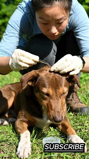 Safe Tick Removal for a Dog | Step-by-Step Animal Care & Health Guide 🐶